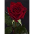 Roses - Black Magic